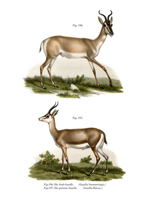 Somali Soemmerring Gazelle, 1860 (colour litho)
