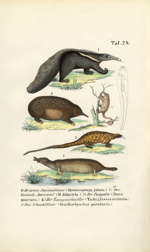 Anteaters and Other Insectivorous Mammals, 1850 (lithography)