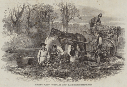 Gathering, Washing, Bunching, and Carting Carrots for the London Market (engraving)