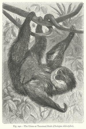 The Unau or Two-Toed Sloth (Cholaepus Didactylus) (engraving)