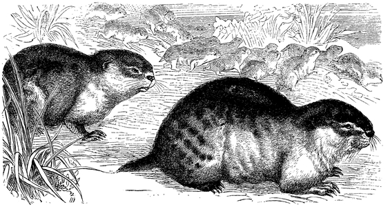 Lemming