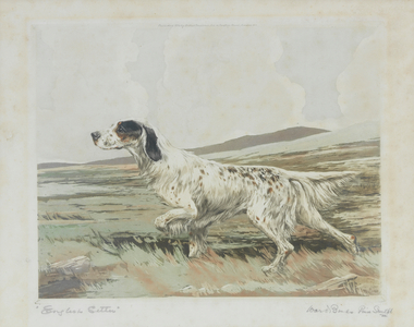 'English Setter' (aquatint)