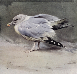 Sick herring gull (colour litho)