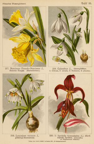 Narcissus Pseudo-Narcissus, Galanthus, Leucojum Vernum, Sprekelia Formosissima (colour litho)