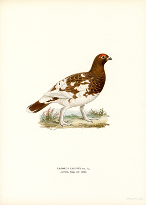 Willow Ptarmigan (colour litho)
