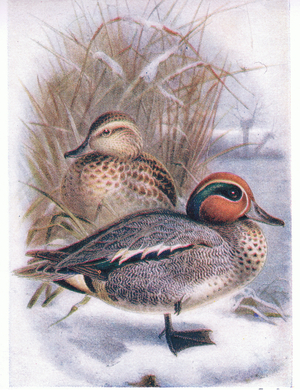 Teal (colour litho)