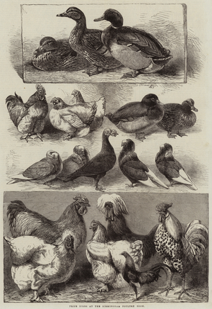 Prize Birds at the Birmingham Poultry Show (engraving)