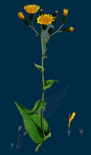 Beta Maritima; Sea Beet