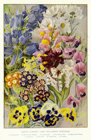 Garden Flowers, some well-known Perennials (colour litho)