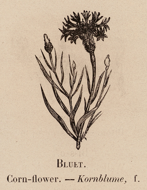 Le Vocabulaire Illustre: Bluet; Corn-flower; Kornblume (engraving)
