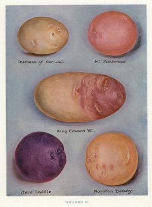Vegetable Grower's Guide: Potatoes (colour litho)