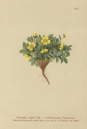 Cinquefoil (Potentilla frigida, Potentilla glacialis, Potentilla helvetica) (colour litho)
