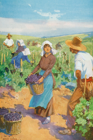 A Vineyard in France (colour litho)