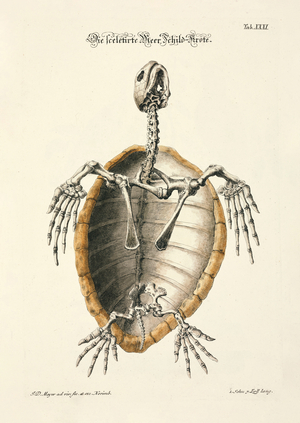 Sea Turtle Skeleton, 1748 (hand-coloured copper engraving)