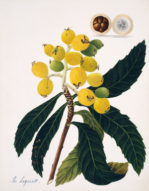 Eriobotrya japonica