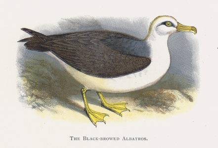 The Black-browed Albatros (chromolitho)