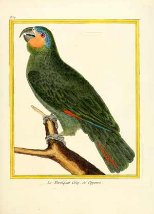 Crick Parrot from Cayenne (print)