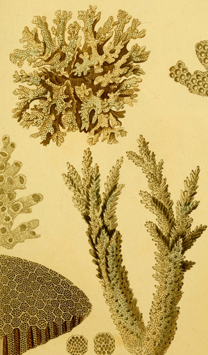 Cauliflower Corals Brush Corals - Stoney Corals, 1834 (engraving)