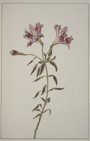 Lilium sp.