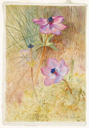 Florentine Wild Anemones, 1880 (w/c and bodycolour on paper)