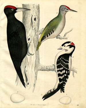 Native Woodpecker Species and Their Eggs (hand-coloured litho)