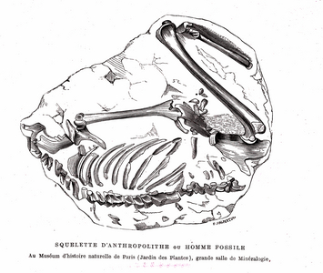 Anthropolithe skeleton or fossil man. 1863 (engraving)