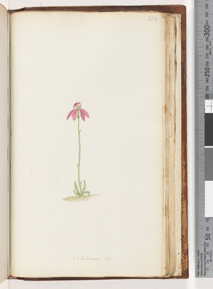 Page 212. Caladenia sp (w/c)