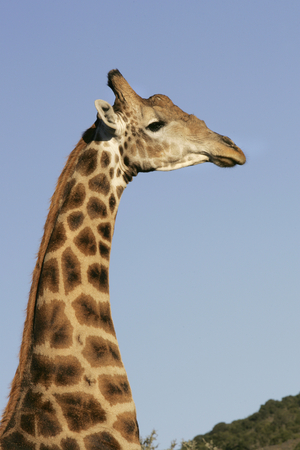 Giraffe, Shamwari Bayethe Private Safari Lodge, Eastern Cape, South Africa, Africa (photo)