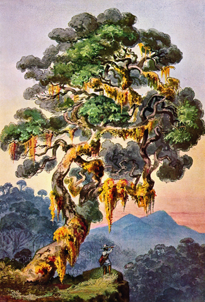 Sri Lanka: The jungle of Horton Plains. Watercolour by the German scientist and traveller Ernst Haeckel, c.1882.
