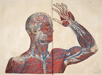 Anatomical drawing. The circulatory system. Head, shoulders and arm.