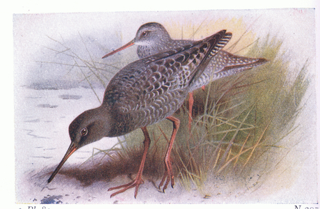 Spotted Redshank, from Birds of the British Isles and Their Eggs published by Frederick Warne & Co Ltd, 1958 (colour litho)