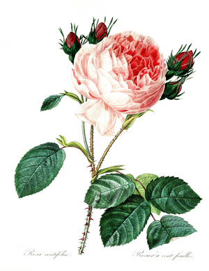 Rose, provence rose (Rosa centifolia), group of roses with double flowers