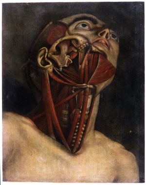 Cross-section of the right side of the neck and face, circa 1745 (mezzotint)