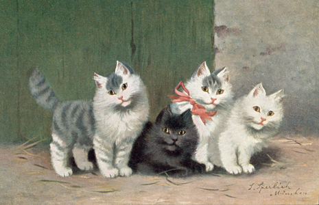 Cat postcard (colour litho)