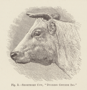 Shorthorn Cow, "Duchess Gwynne 2nd" (engraving)
