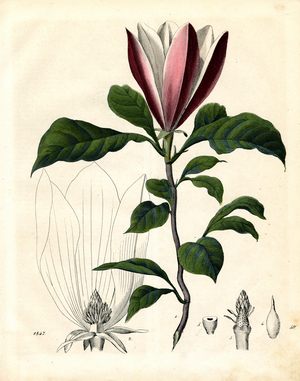 Tulip Tree with Blossom and Structural Details (hand-coloured litho)