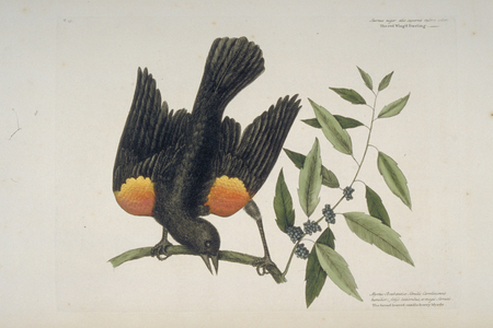 Agelaius phoeniceus