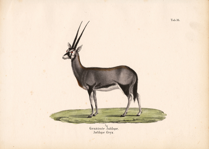 Gemsbok or South African Oryx, 1848 (lithography)