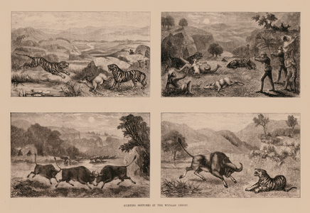 Hunting Sketches in the Wynaad Forest (engraving)