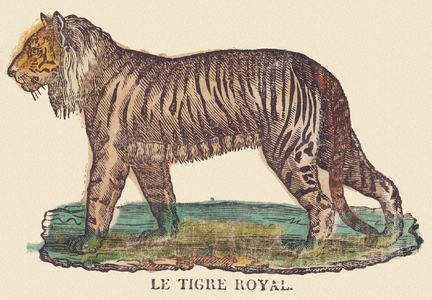 The royal tiger, c.1840-1852 (lithograph)