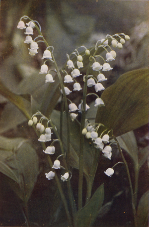 Wild flowers: Lily of the Valley (colour photo)