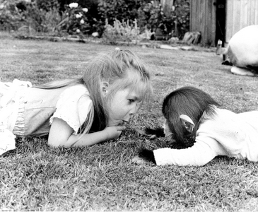 Girl plays with chimpanzee, England, Great Britain, 1967 (photo)