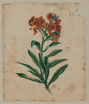 Design Drawing, early 18th century