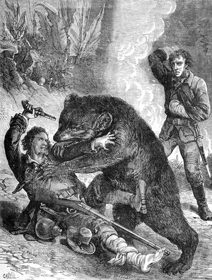 Grizzly Bear Attack US, 1877 (engraving)