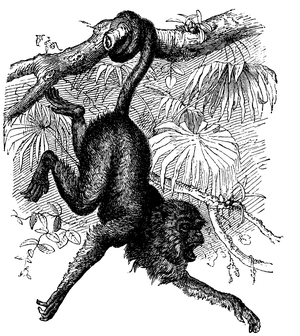 Red howler
