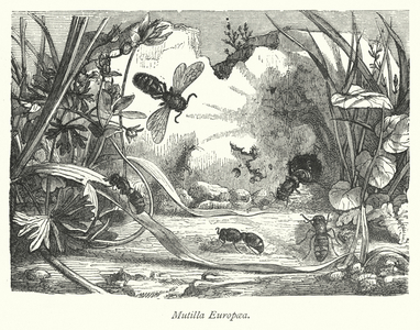 Mutilla Europaea (engraving)