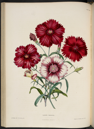 Dianthus sinensis, var. Heddewigii. Dianthus chinensis (China pink.)
Dianthus Heddewigii.