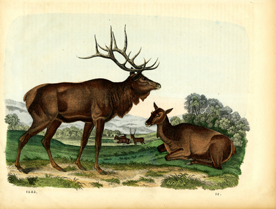 Red Deer Stag with Hind and Herd (hand-coloured engraving)