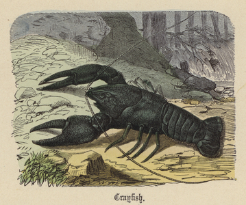Crayfish (coloured engraving)