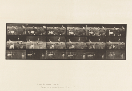 Plate 776. Storks; Swans, etc, A, B, C, 1885 (collotype on paper)
